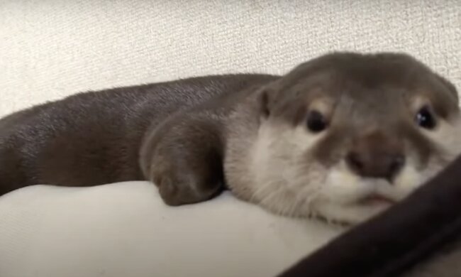 Otter. Quelle: Screenshot YouTube