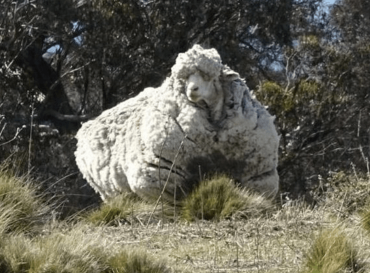 Из 8 кг шерсти. Австралия овцеводство мериносы. Керри Хилл овцы. Крих баран.