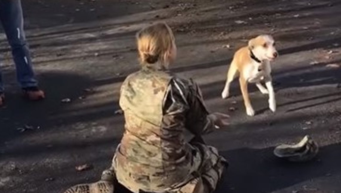 Die Herrin traf ihren Hund nach zwei Jahren Trennung. Uberalles