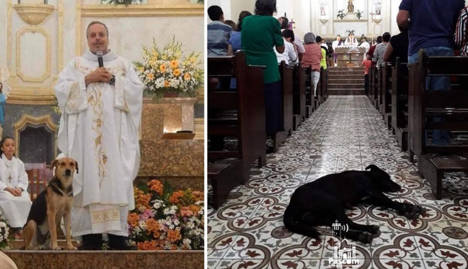 Dürfen Hunde In Die Kirche “Lässt alle streunenden Hunde in die Kirche”: Der Pfarrer fand eine