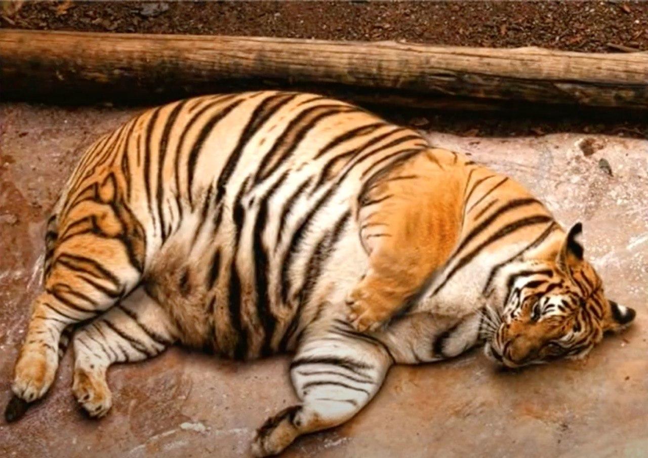 Wer Ist Stärker Löwe Oder Tiger