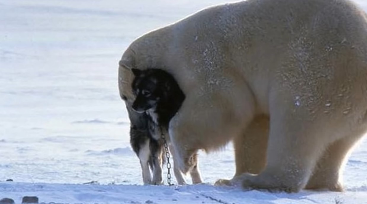 Der Besitzer war Ein Eisbär kam auf seinen Hund zu. Uberalles