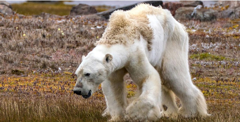 Ob wir die Zeuge des Aussterbens der Eisbären sein werden