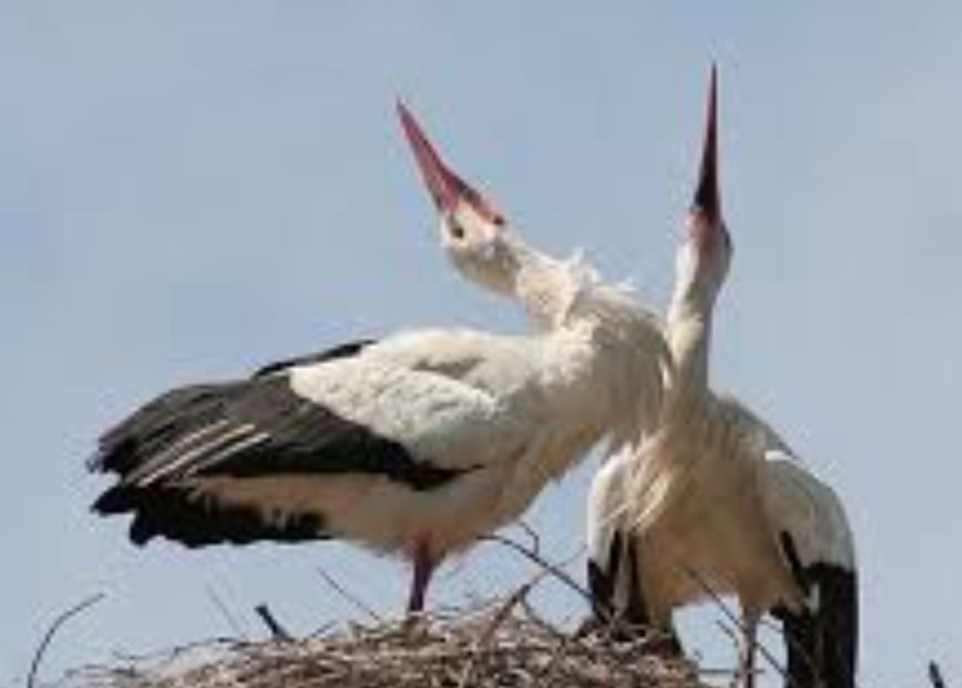 Jeden Frühling fliegt ein Storch Tausende von Meilen, um ...