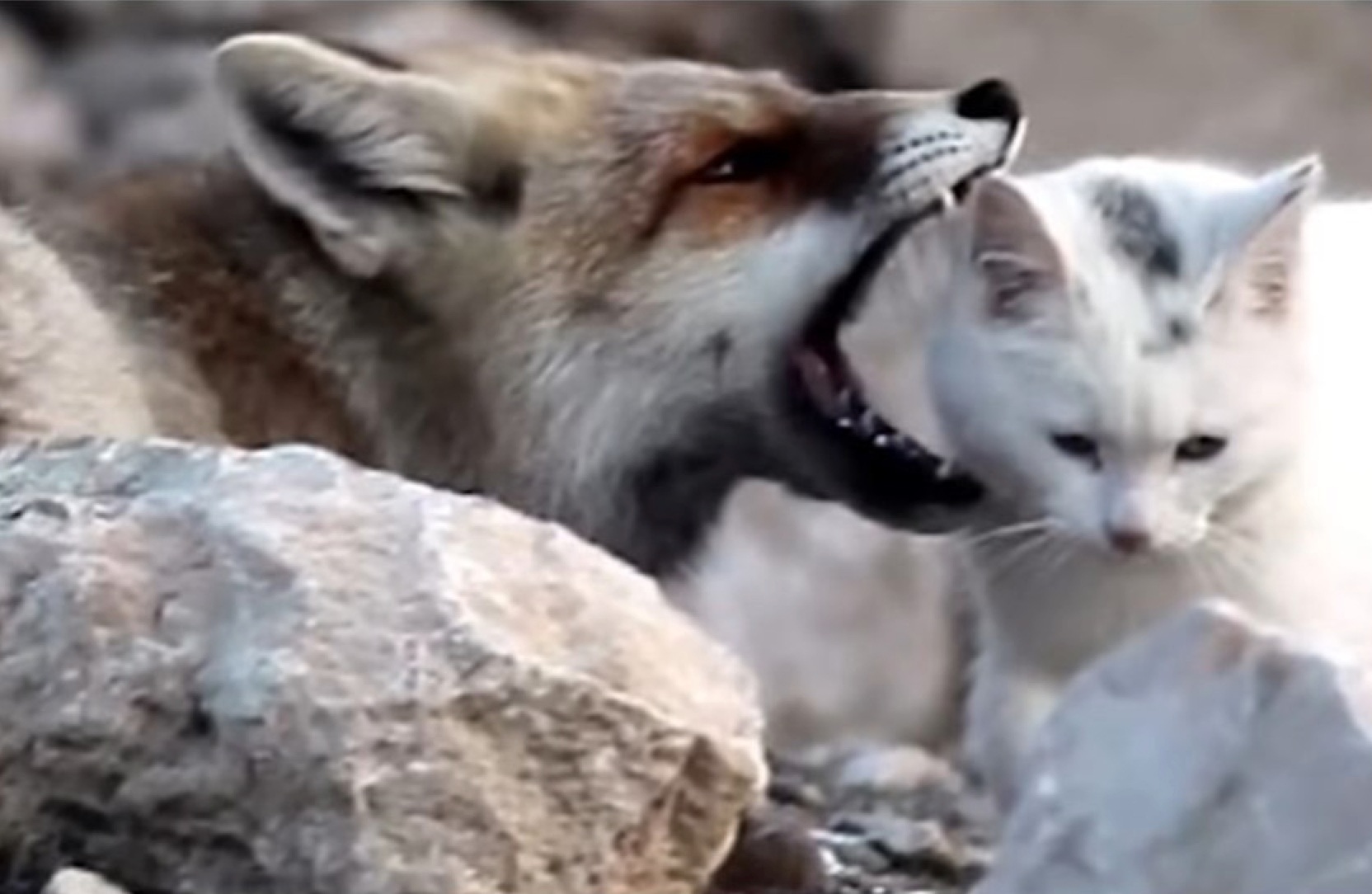 Those are foxes. Лиса дружит с кошкой. Лиса дружит с мышкой видео.