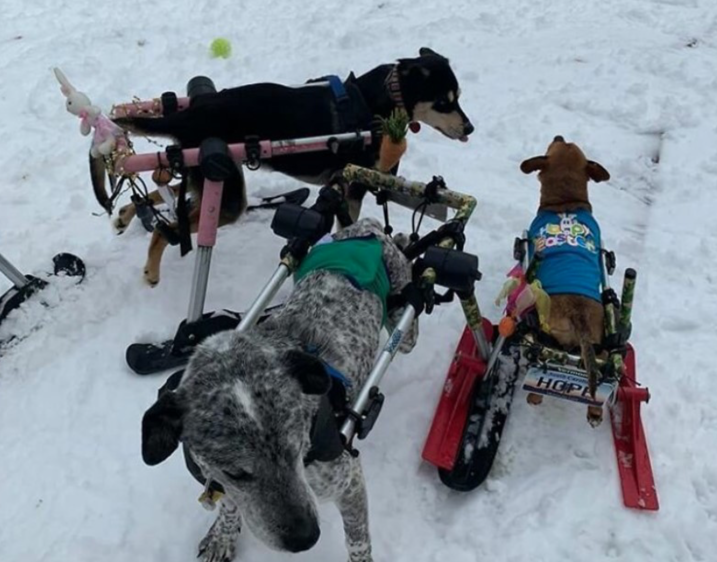 Eine Frau nahm 6 behinderte Hunde auf und schenkte ihnen viel Glück und ...