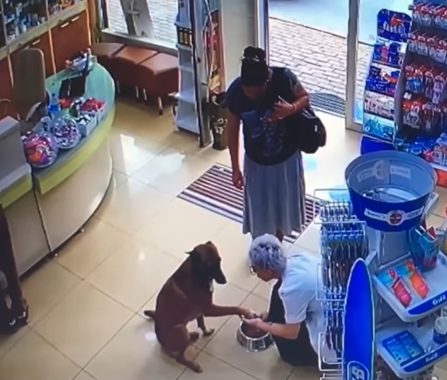 Der Hund mit der verletzten Pfote ging in die Apotheke und bat um Hilfe