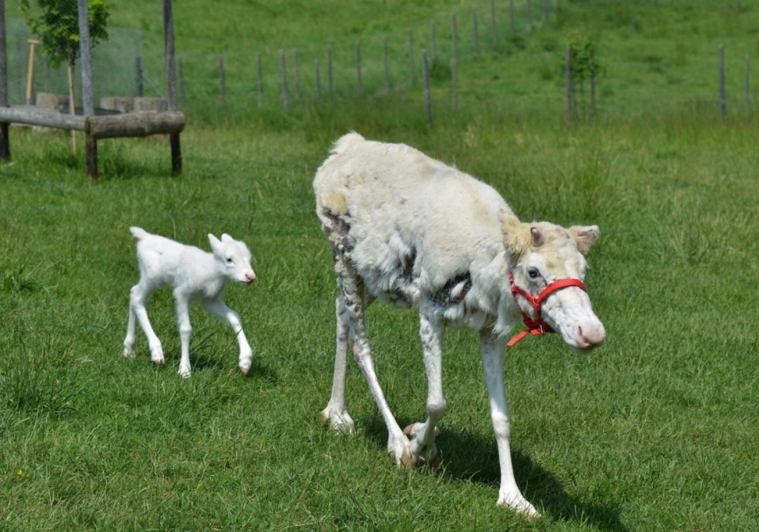 Ein weißes Rentier ist geboren worden: In Skandinavien hat diese