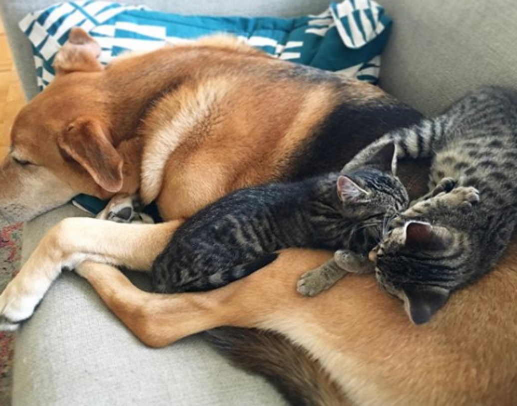 Der Hund ersetzte einsamen Kätzchen eine Mutter. Jetzt haben die