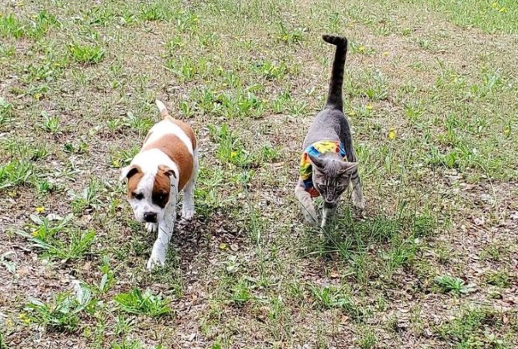 Feste Freundschaft Katze und Hund lernten einander im Hundezwinger