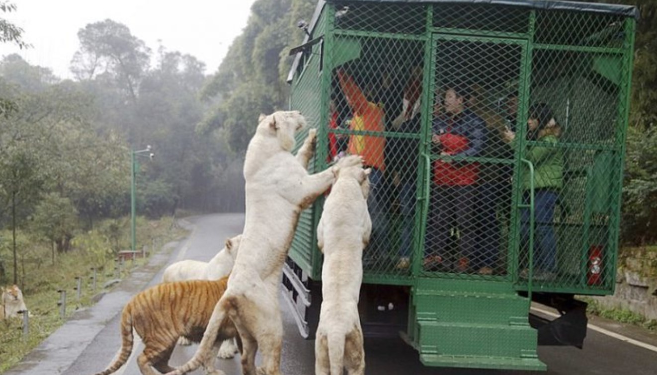 Der ungew hnlichste Zoo der Welt hier sind Menschen in 