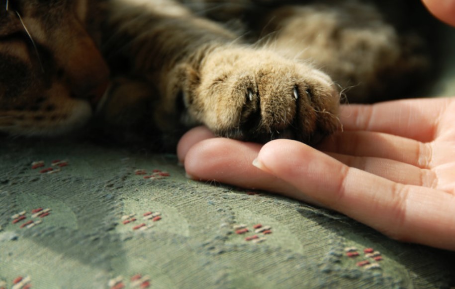Warum Katze mit ihren Besitzern gerne zusammen schlaffen. Gründe sind ...