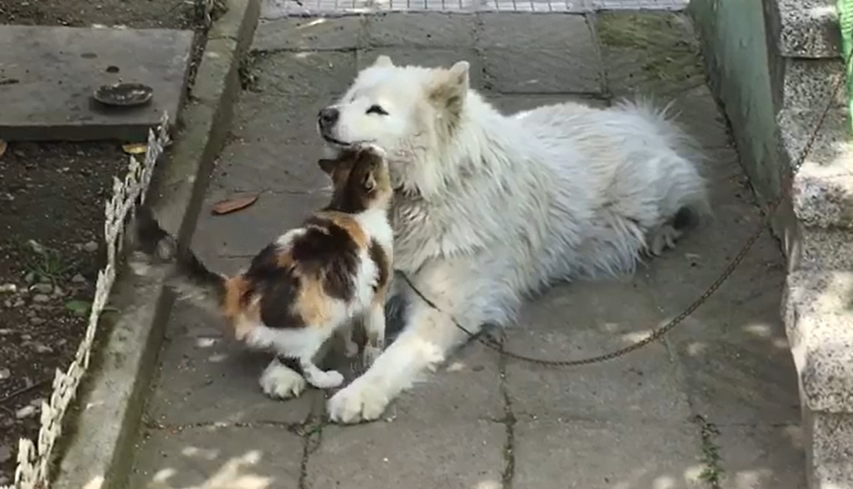 Echte Freundschaft Katze und Hund sind Freunde geworden und hören