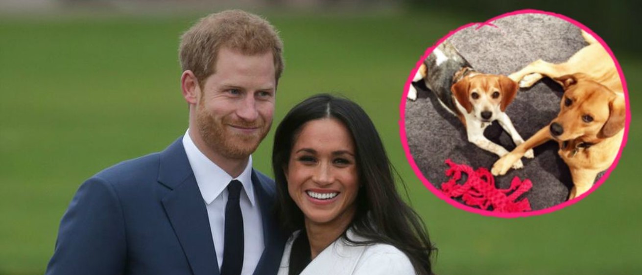 Meghan Markle hat ihren geliebten Hund wegen Prinz Harry ...