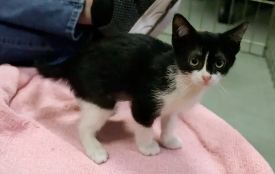 Mädchen überredete seinen Vater, zwei ungewöhnlichen Katzen, die man einschläfern wollte, aus Mädchen überredete seinen Vater, zwei ungewöhnlichen Katzen, die man einschläfern wollte, aus
