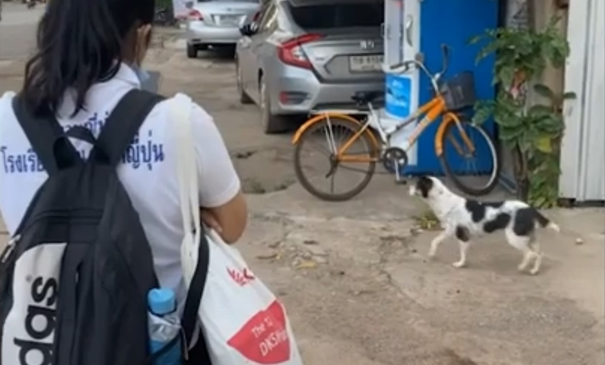 Angenehme Gesellschaft Ein obdachloser Hund fährt jeden Tag mit