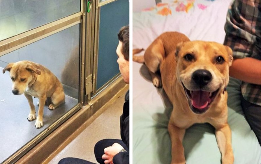 Vorher und nachher Wie sehen Hunde vor und nach dem Tierheim aus