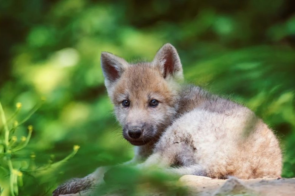 Der gerettete Wolf wurde einer Schäferhündin übergeben, die vor kurzem