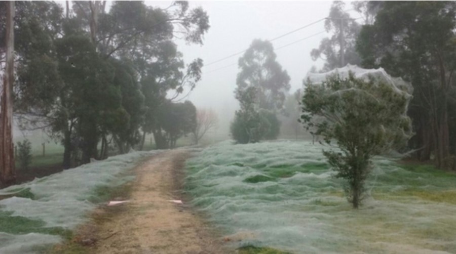 Wie ein Horrorfilm: Die Spinnensaison beginnt in Australien. Uberalles