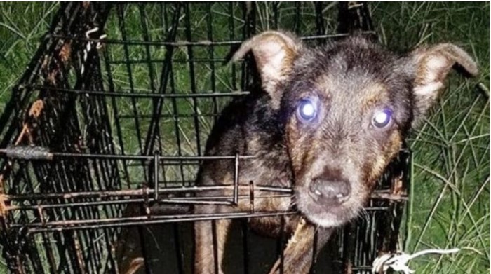 Der Hund saß in einem geschlossenen Käfig und daneben stand eine Notiz