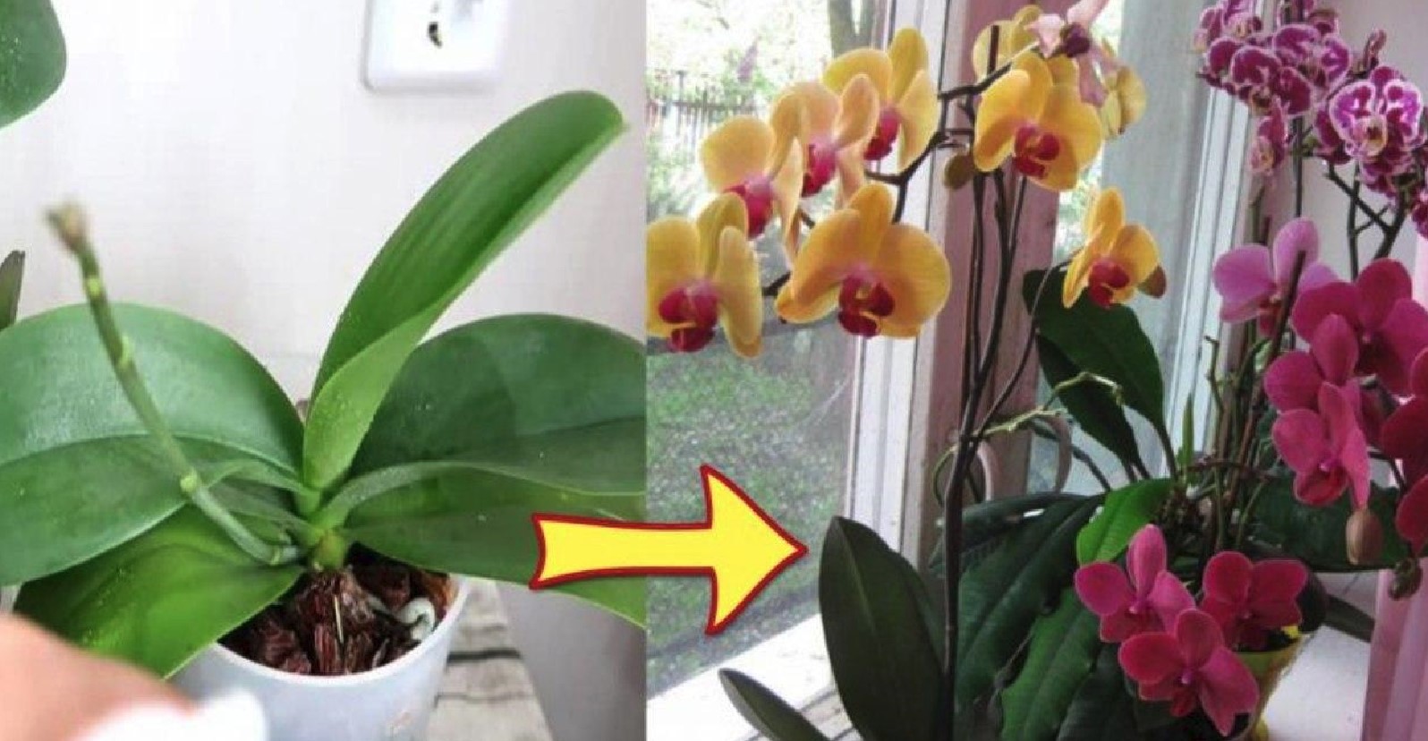 Начала цвести орхидея