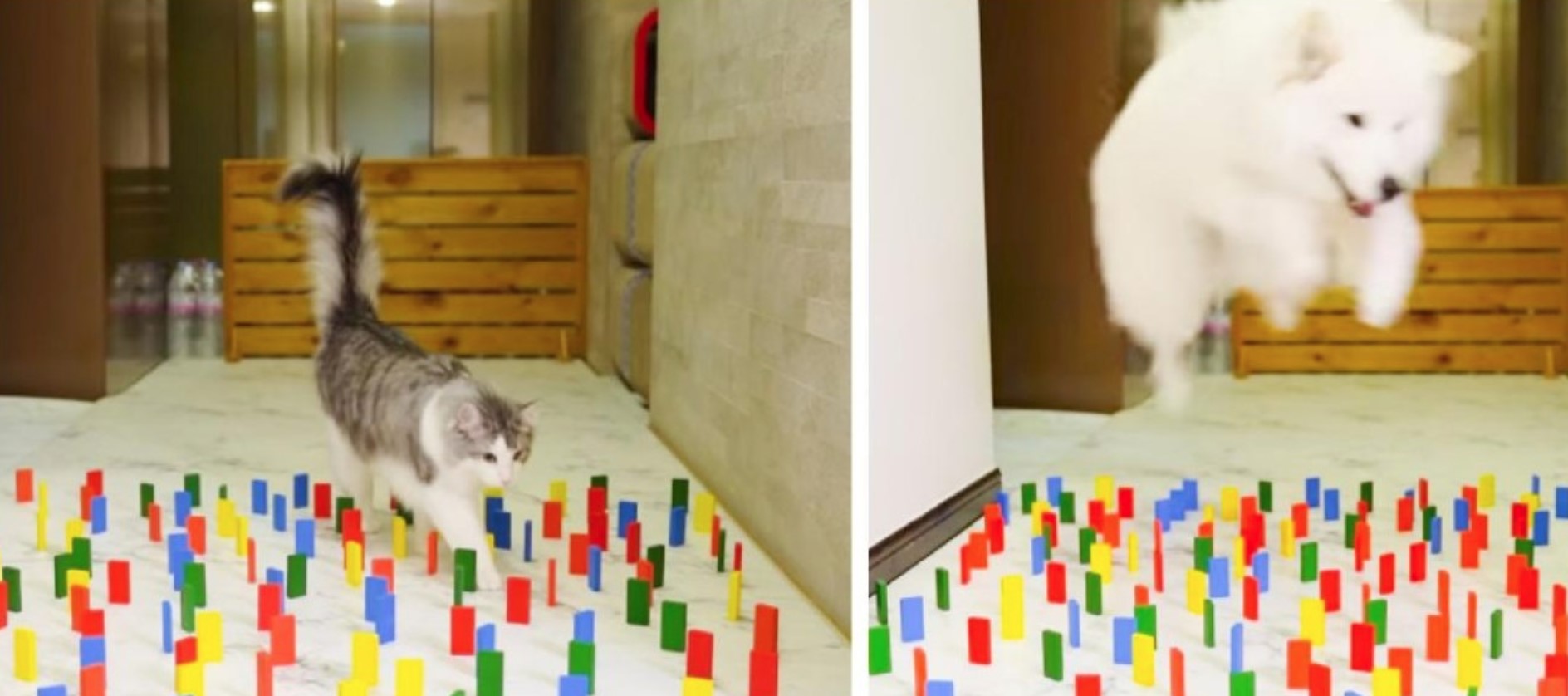 “Katzen gegen Hunde” Ein Experiment zeigte, welches der Tiere am