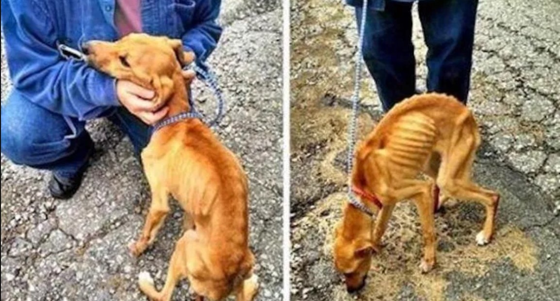 Während des Umzugs beschloss der Besitzer, den Hund loszuwerden, aber