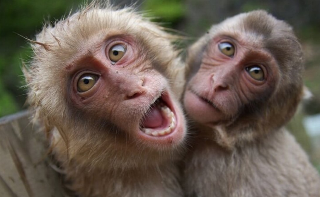 Sie haben auch Emotionen Tiere, die Menschen etwas ähnlich sind. Uberalles