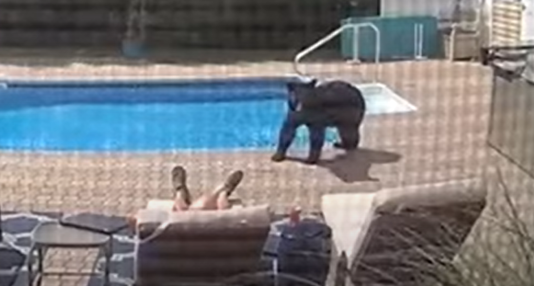 Der Bär brach in den Hof ein und weckte einen am Pool schlafenden Mann