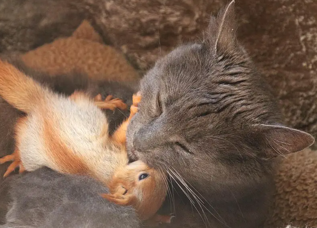 Wie eine gute Katze Puscha Pflegemutter für vier Eichhörnchen wurde