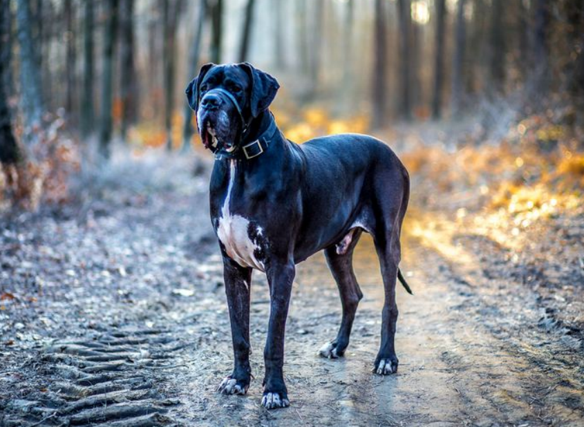 Welche Hunde Passen Zu Welchem Sternzeichen