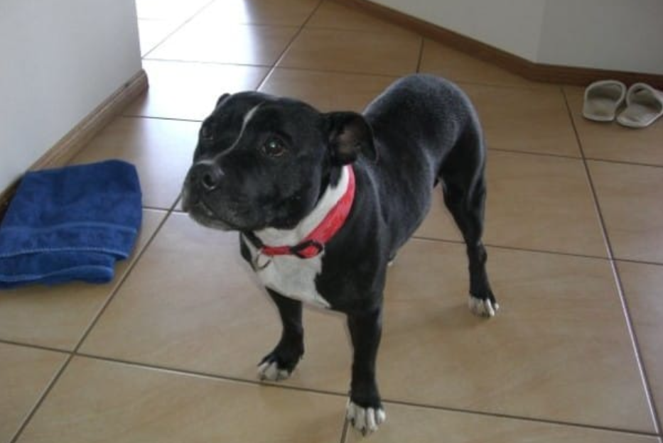 Wie ein treuer Hund ein 2jähriges Kind rettete. Uberalles