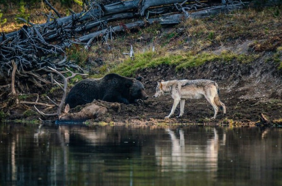 Wie Viel Wiegt Ein Grizzlybär