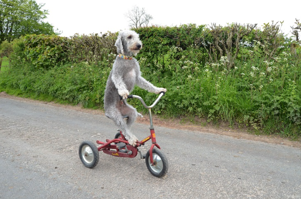 Barry ein Hund, der Fahrrad fahren kann. Uberalles