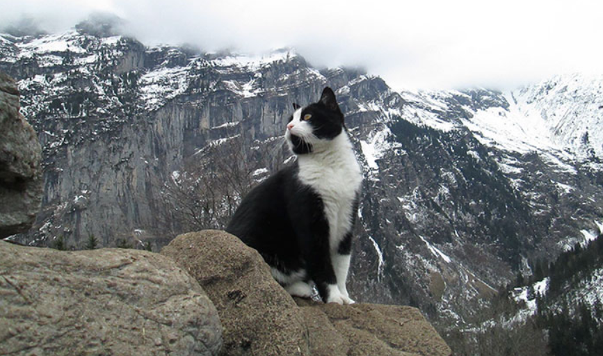 Finden Katzen Den Weg Nach Hause