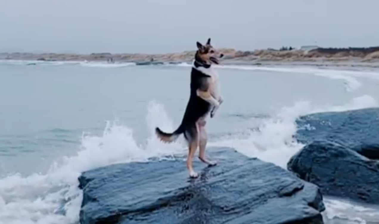 &quot;Denkt, er sei ein Mensch&quot; Ein achtjähriger Hund liebt es, auf zwei