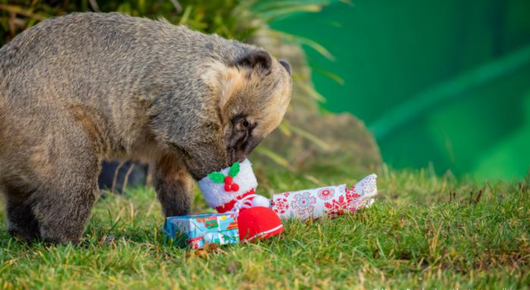 Zoo hannover weihnachten 2022