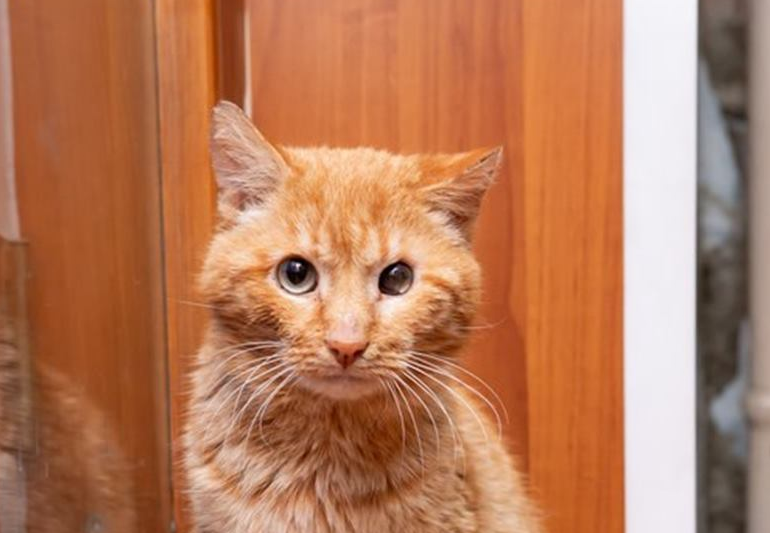 Eine traurige Katze näherte sich ständig dem Fenster und