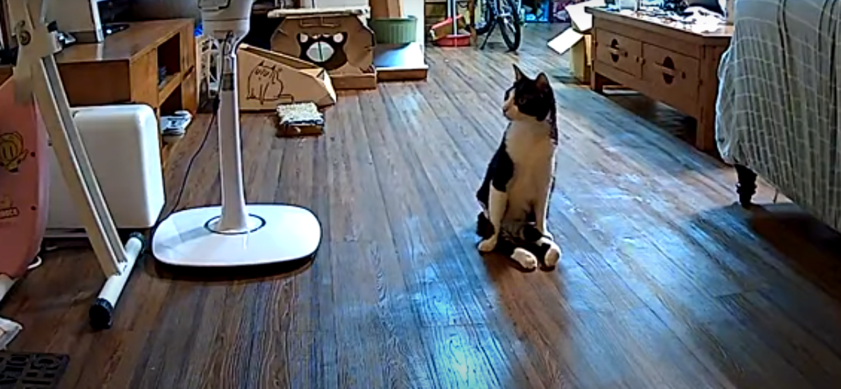 Mehr als treu Der Kater kann nicht auf den Hinterbeinen laufen, aber wartet vor der Tür darauf