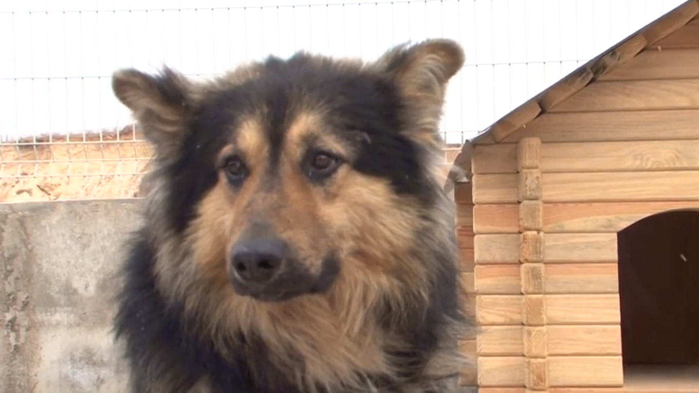 Glückliche Rettung Ein dünner Hund nahm in einem Monat 20 kg zu und