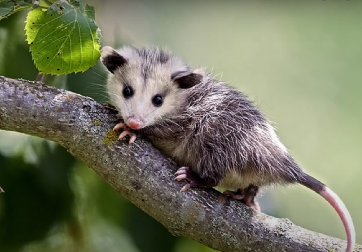"Die niedlichsten Geschöpfe auf dem Planeten": Wie Baby-Opossums ...
