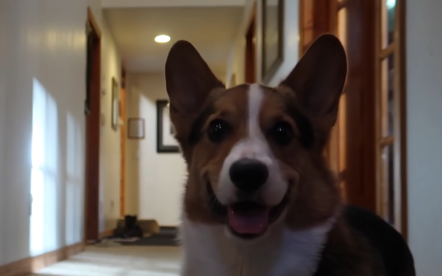 Fast Eigene Kinder Eine Gerettete Corgi Hundin Kummerte Sich Um Welpen Die Ihre Mutter Verloren Haben Uberalles