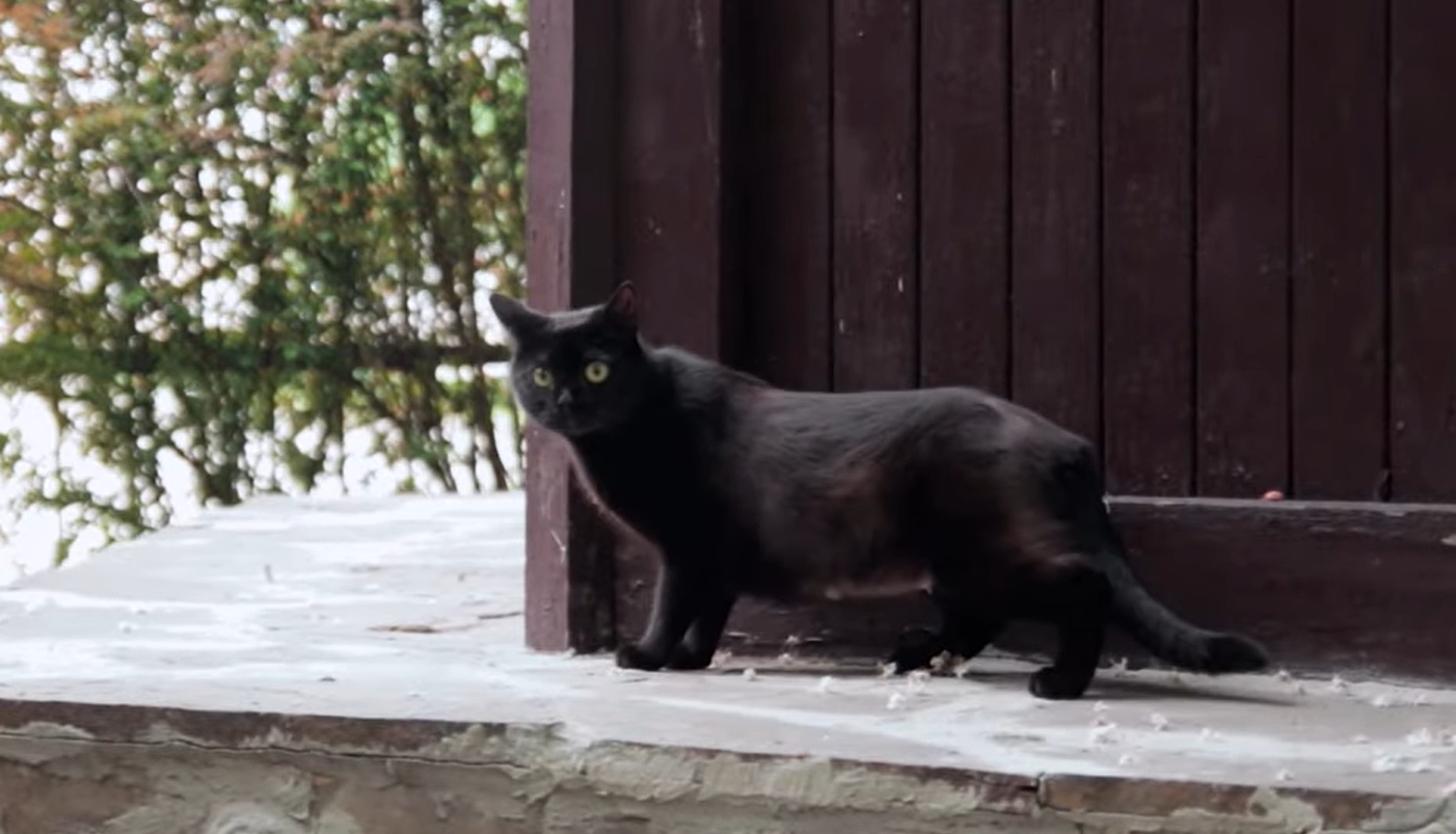 Eine Familie ließ eine Katze ins Haus rein und fand dann