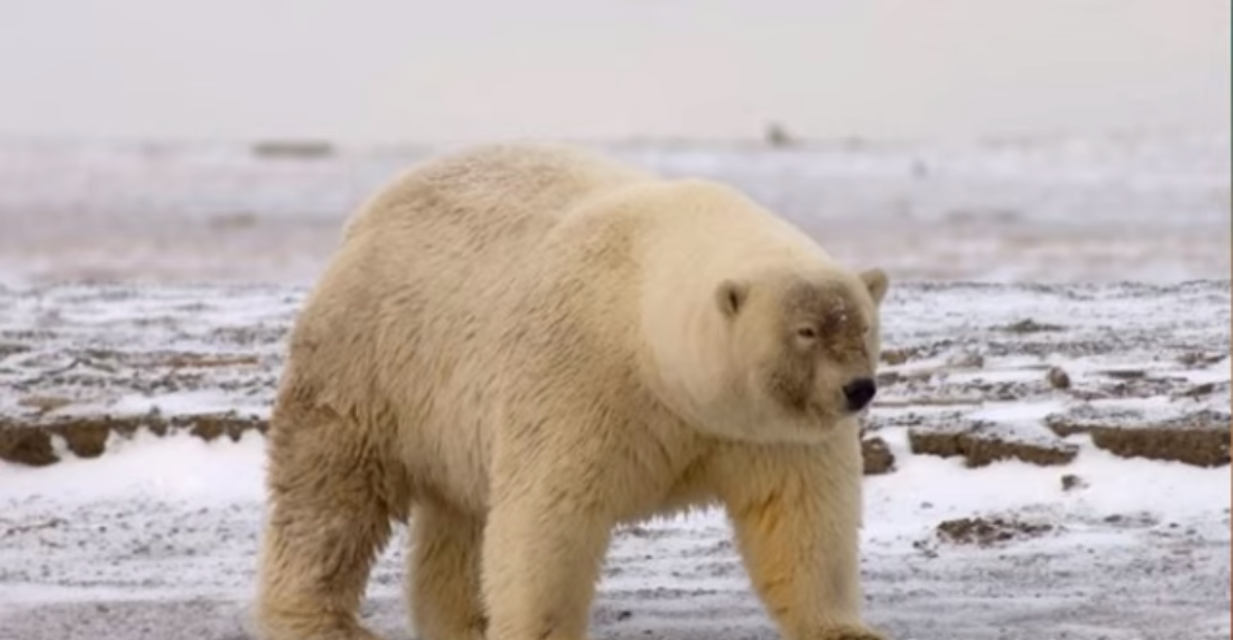 Eine neue Eisbärenart in Alaska entdeckt, die es vor 20 Jahren noch