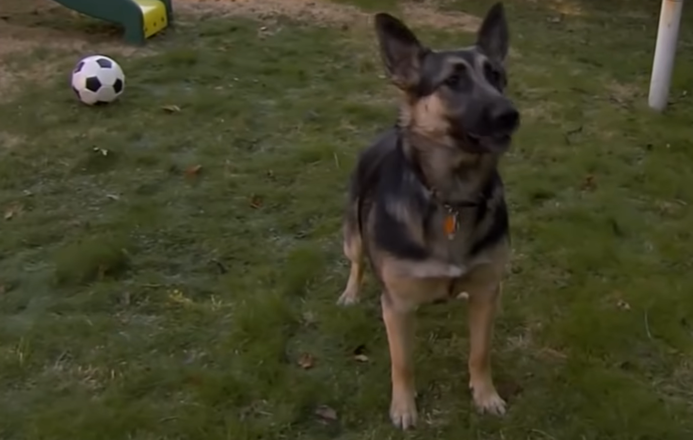 Die Besitzerin bat den Hund, im Haus nicht zu bellen er hat es fast