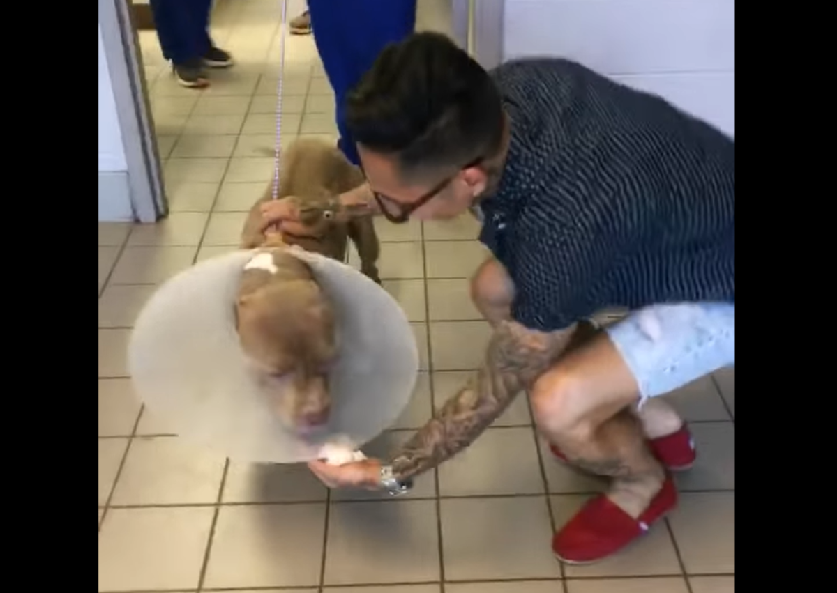 Pitbull ging aus Hinterhof eines Privathauses verloren: Besitzer fuhr 1