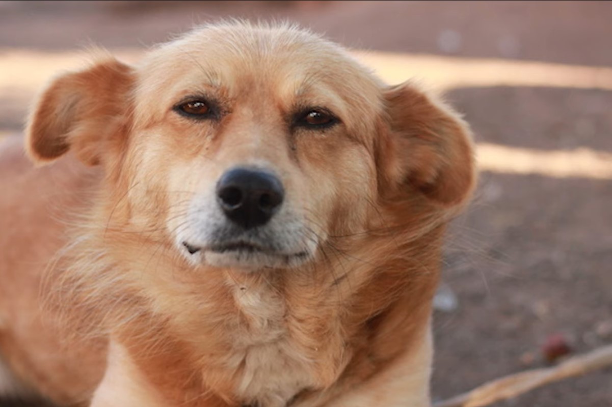 Der Hund, der die Hoffnung nicht aufgibt, taucht jede Nacht vor der Tür