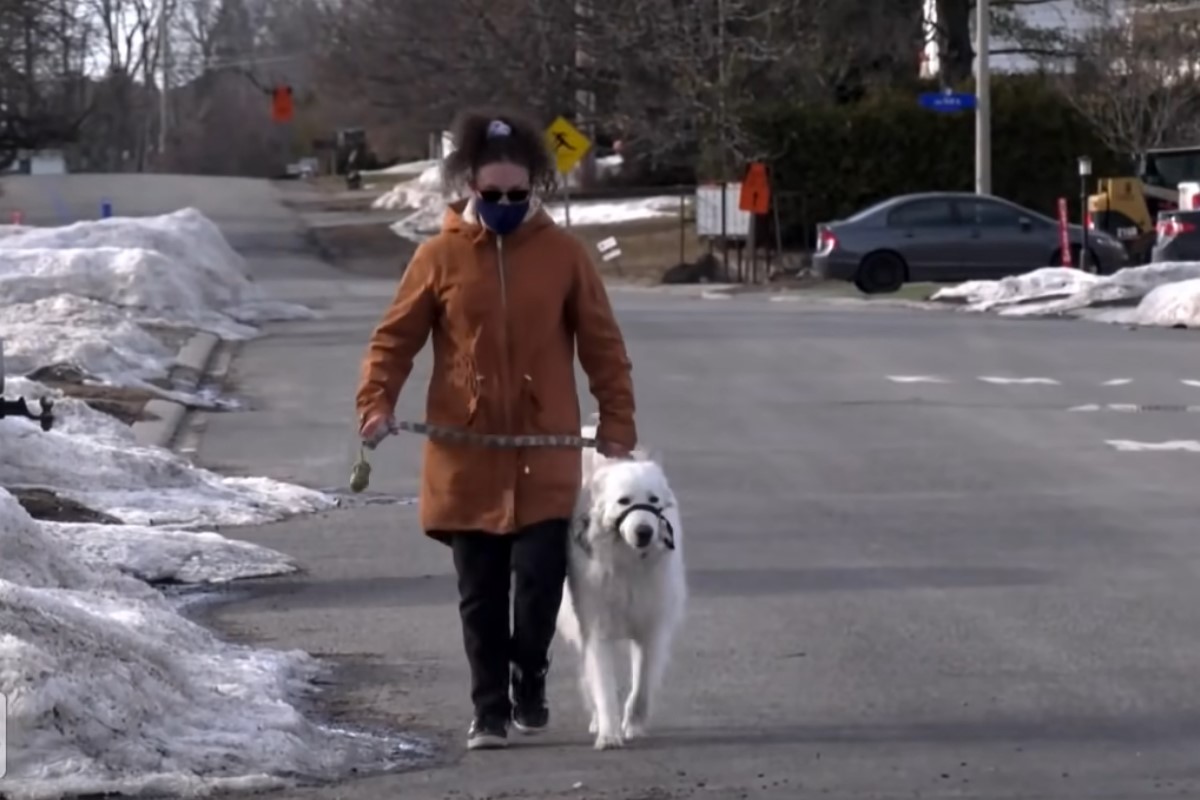 Keiner ist so treu wie ein Hund: ein vierbeiner Freund rettete seine