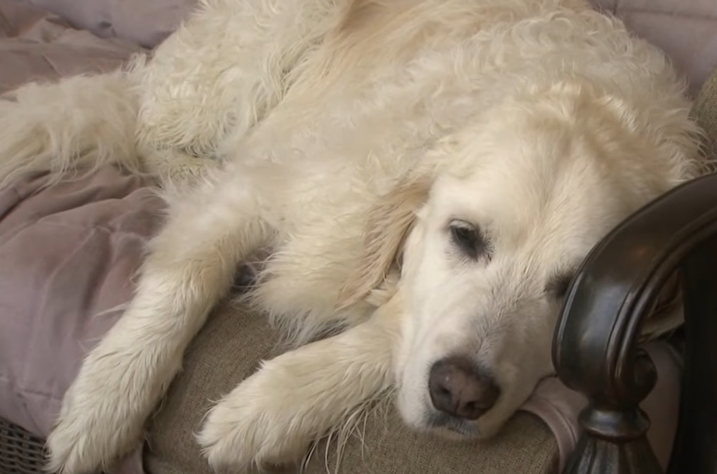 A dog named Harley rose to prominence on social media after rescuing a tiny fawn from a lake