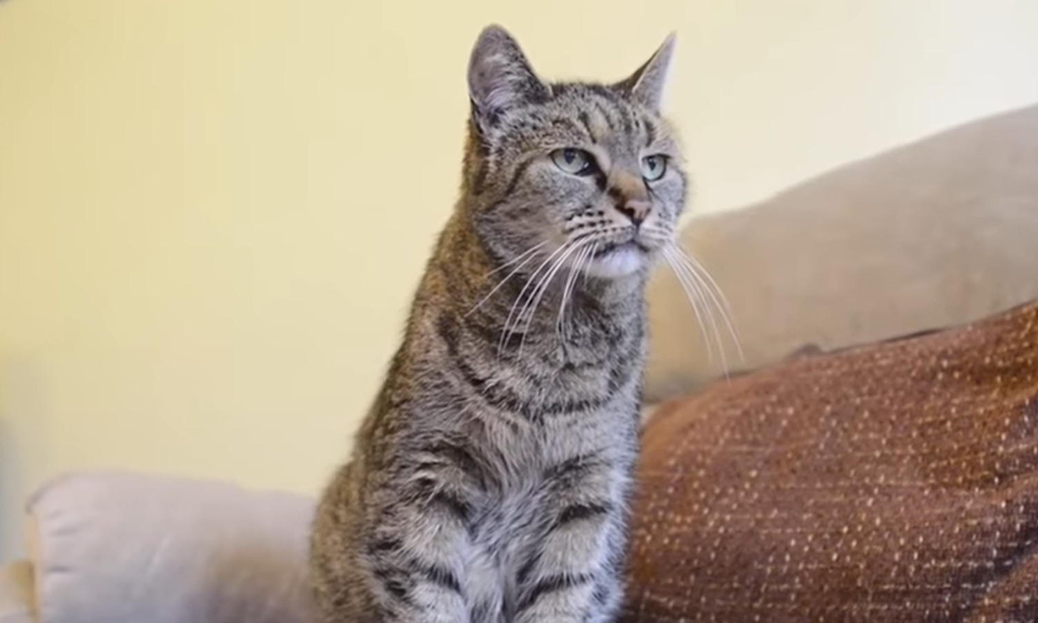 Glücklichste Lucy Wie die älteste Katze der Welt lebt, Details. Uberalles